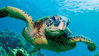 Sea Turtle Photo